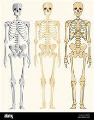 Skeleton in Your Closet